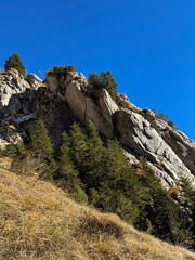 Natural Beauty of Dolomites: Pine Trees and Mountain Valley View