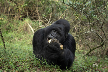 Mountain gorillas in the Mgahinga national park. Rare gorillas are hiding in the forest. Gorillas safari in Uganda.	
