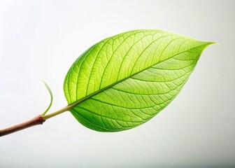 Minimalist Spring Leaf Photography: Isolated Green Leaf on Branch