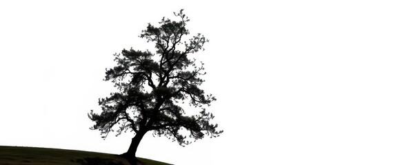 Fototapeta premium A lone tree stands silhouetted against a bright white background, flora, backdrop