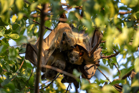 Straw coloured fruit bat on tree in Uganda. Colony of bats during day. Group of flying fox on the tree.	