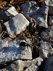 Beetle on Rocks: Natural Outdoor Detail