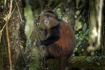 Golden monkey in Mgahinga National Park. Cercopithecus mitis kandti is eating in rainforest. African safari. Rare primate with golden back.	