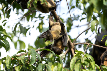 Straw coloured fruit bat on tree in Uganda. Colony of bats during day. Group of flying fox on the tree.	
