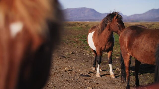 Icelandic horse standing in rural landscape