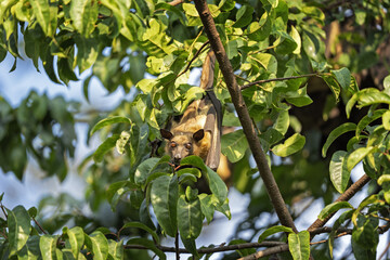 Straw coloured fruit bat on tree in Uganda. Colony of bats during day. Group of flying fox on the...