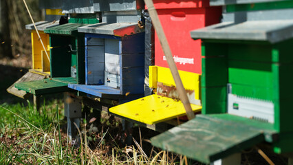 Colorful beehives in a lush garden showcasing bee activity during a sunny afternoon