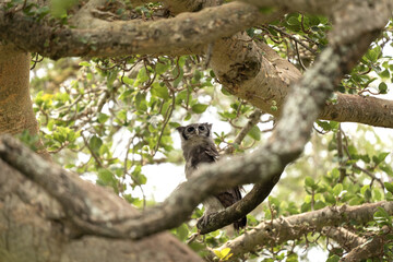 Verreaux eagle owl is hiding in the tree during day. Eagle owl during safari in Kruger national park. Ornithology in South Africa	