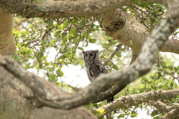 Verreaux eagle owl is hiding in the tree during day. Eagle owl during safari in Kruger national park. Ornithology in South Africa	