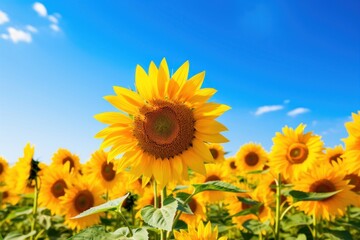 Fototapeta premium Sunflower field sky agriculture landscape.
