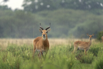 Kob on the grazing land. Antelope in the Murchison Falls park. Safari in Uganda. African nature.	