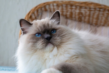 Cute pet ragdoll cat. Pet animal.