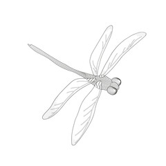 flying dragonfly black and white vector illustration