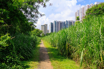 Obraz premium Typical Skyscrapers with apartments located next to Rail Corridor hiking path with green plants in Singapore