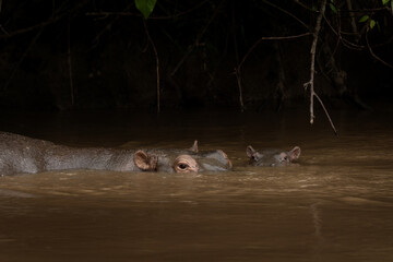 Hippos are relaxing during the day. Hippo mother with her calf in the water. Wildlife in african...
