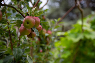 Juicy organic Braeburn apples growing on trained trestles in an English orchard. Human Being Diet, HBD