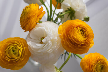 beautiful yellow and white flowers on a white background. Ranunculus (persian buttercups) in a vase on the windowsill