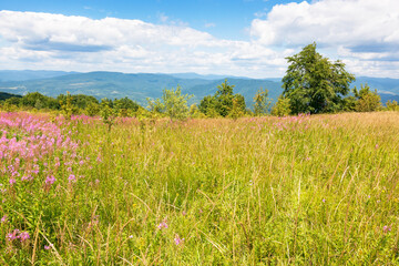 mountain landscape with fireweed flower. outdoor nature in summer under blue sky. forest in the background behind field of grass. green travel scenery with meadow and scenic view on a bright day