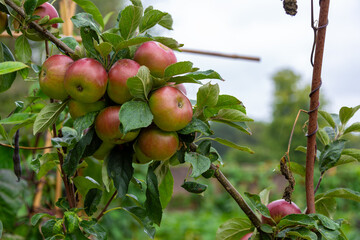 Close up of juicy organic Braeburn apples growing on trained trestles in an English orchard. Human...