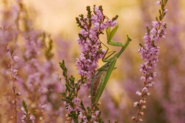 Praying mantis on pink heather flowers.
