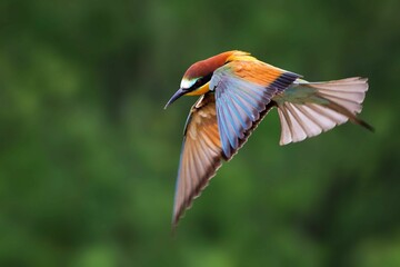 European bee-eater in flight