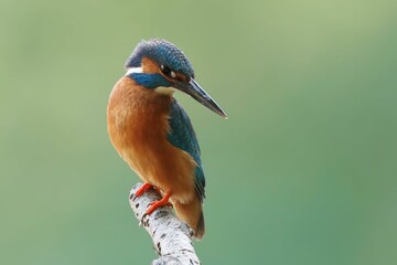 Vibrant kingfisher on a branch