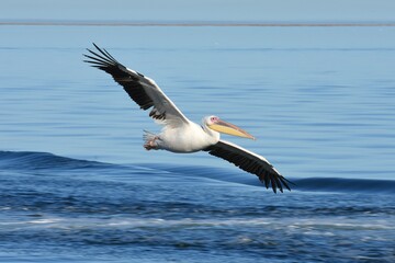 fliegender Pelikan in Walvisbay