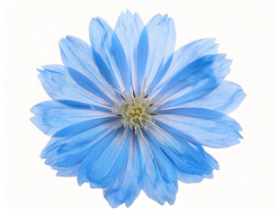 Fototapeta premium A digitally rendered blue flower with translucent petals and a detailed symmetrical center, creating a modern and artistic floral interpretation.