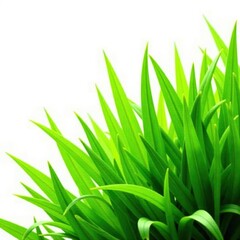 Lush green grass patch isolated on pure white , photography, isolated, asset