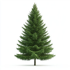 Fototapeta premium Charming small pine tree captured in a realistic photography style with ample copy space for text or branding on a crisp white background
