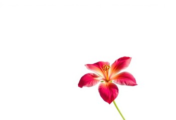 A single, vibrant bloom isolated against a pure white backdrop, photography, art