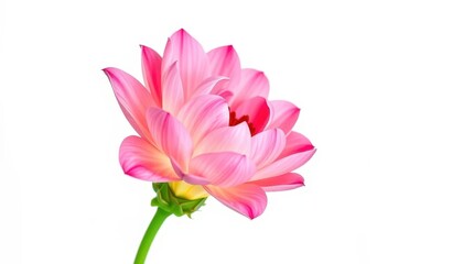 Obraz premium A single vibrant bloom, petals unfurled, isolated against pure white, single, photography