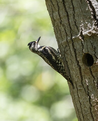Female Yellow- bellied Sapsucker woodpecker on a tree in a forest
