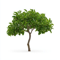 Obraz premium Lush tree with abundant green leaves creating a vibrant and healthy appearance in a natural setting ideal for nature lovers and photographers seeking to capture verdant beauty
