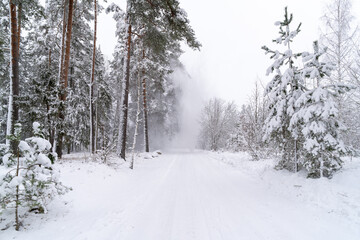 Obraz premium road in winter forest