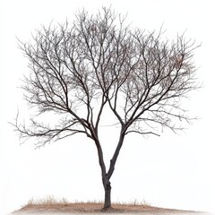 Bare Tree Silhouette against a Pale Sky, showcasing the intricate branch structure and textures of the bark in the winter season.