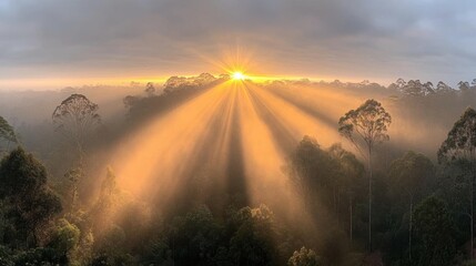 Sun Rays Forest Sunrise