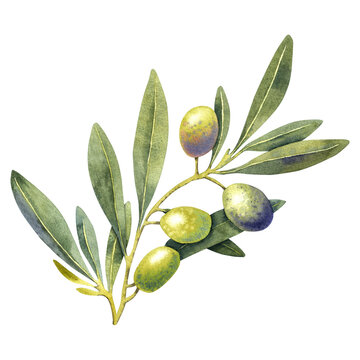 recommend clip art: Watercolor green and purple olives branch. Hand painted floral illustration olive fruit, tree branches, leaves isolated background. Drawings food edible foliage. For menu, wrapping card gift