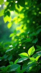 Obraz premium Lush vibrant green foliage, sunlight dappled leaves , vegetation, environment, greenery