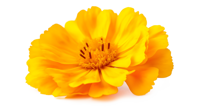 A single yellow flower with a white background. The flower is the main focus of the image and it is the only thing that is visible. The flower is in full bloom and it is a beautiful sight to behold