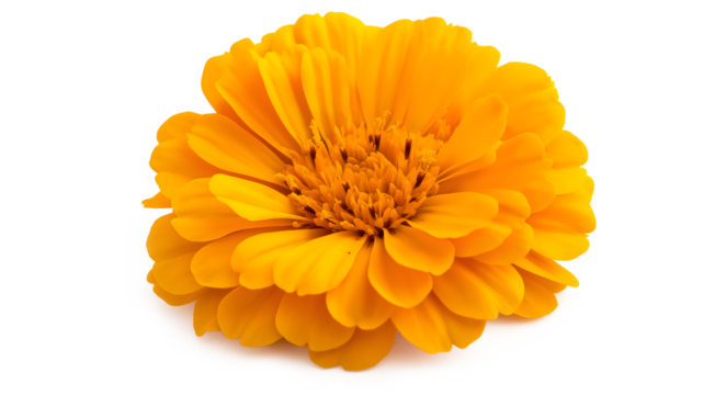 A single yellow flower with a white background. The flower is the main focus of the image and it is the only thing that is visible. The flower is in full bloom and it is a beautiful sight to behold