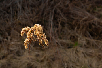 Dried plant