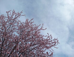 cherry tree in spring