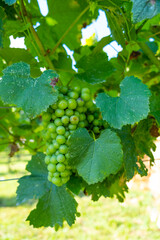 Green branch of grapes ripening on the vine