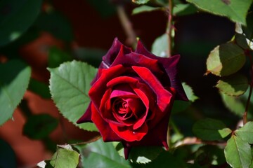 Red rose with dark green leaves