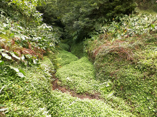 Tropical forest of Sao Miguel Island. Azores.
