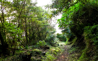 Obraz premium Tropical forest of Sao Miguel Island. Azores.