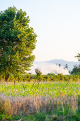 Summer field with a variety of grasses, a tree in the distance and smoke from a fire