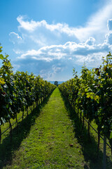 Vineyard on a sunny day, passage between rows