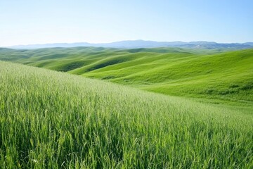 Obraz premium Tall grasses on the rolling hills landscape outdoors scenery.